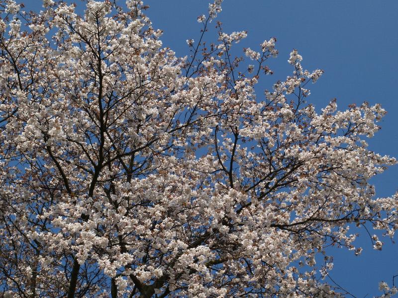 Cambridge, England: Botanic Garden: Japanese Cherry Tree (Prunus serrulata var. spontanea) blossoms