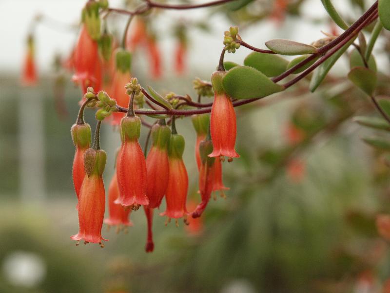 Cambridge, England: Botanic Garden: Kalanchoe manginii