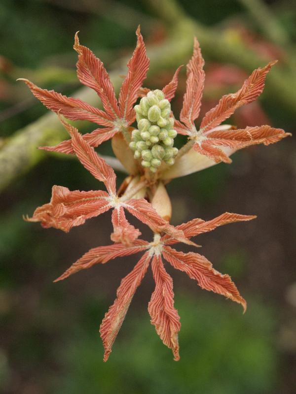 Cambridge, England: Botanic Garden: Horse Chestnut (Aesculus x neglecta 'Erythroblastos') leaves opening