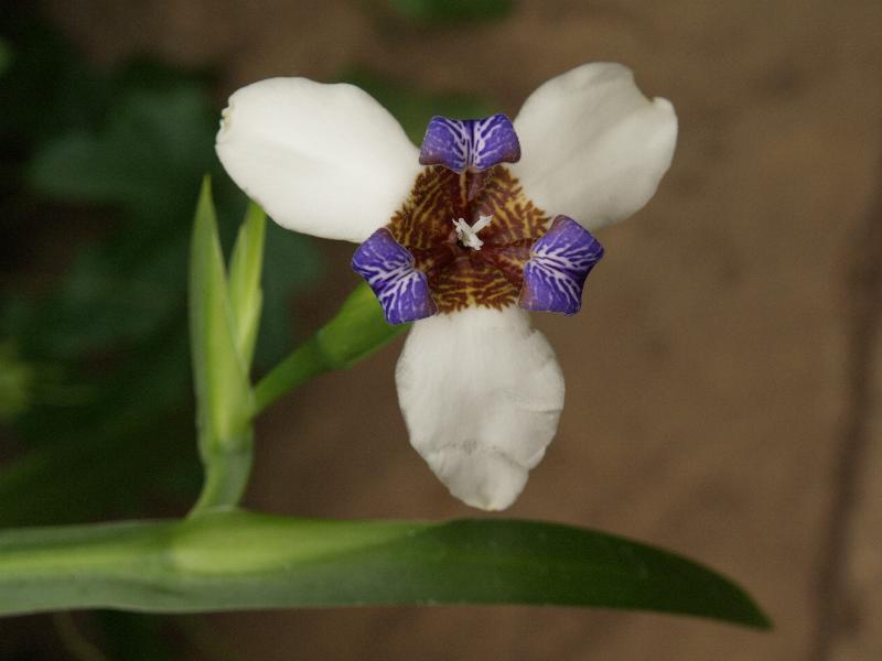 Cambridge, England: Botanic Garden: Neomarica gracilis Sprague