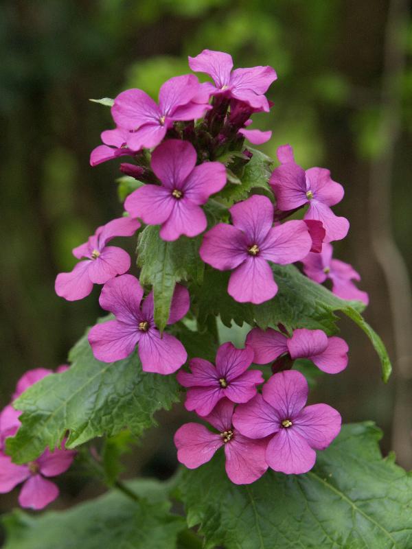 Cambridge, England: Roseford Road: Honesty (Lunaria annua or biennis)