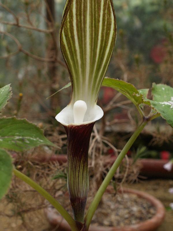 Cambridge, England: Botanic Garden: Arisaema sikokianum