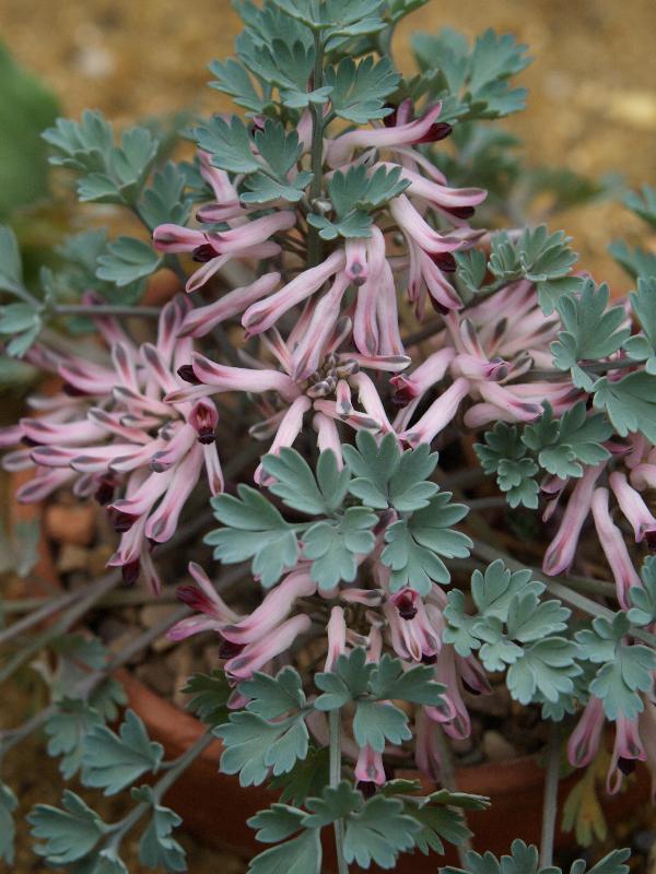 Cambridge, England: Botanic Garden: Rupicapnos africana