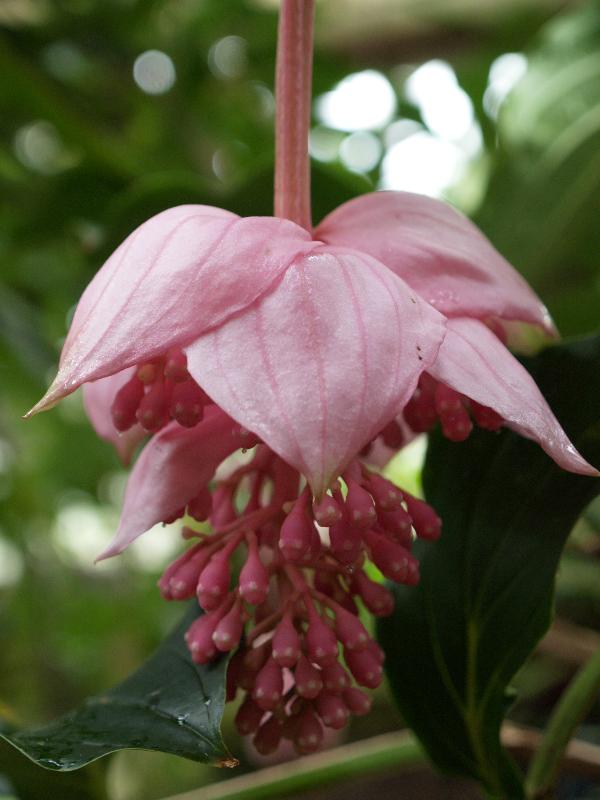 Cambridge, England: Botanic Garden: Medinilla magnifica