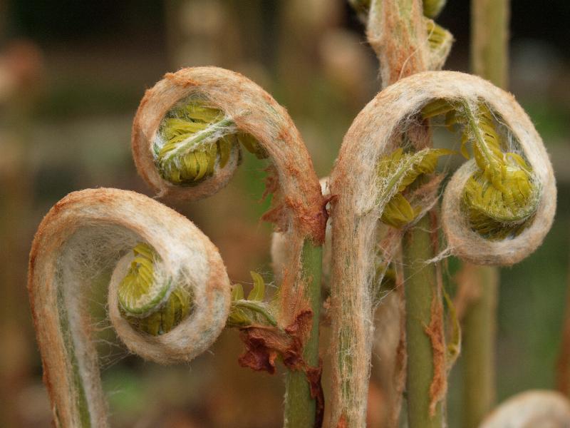 Cambridge, England: Botanic Garden: Royal Fern (Osmunda regalis) leaves unfurling