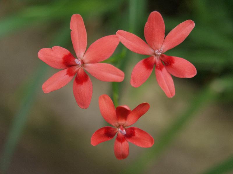 Cambridge, England: Botanic Garden: Cyrtanthus mackenii var. cooperi