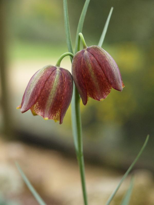 Cambridge, England: Botanic Garden: Fritillary (Fritillaria neverdensis)