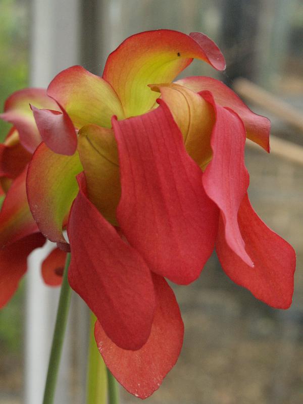 Cambridge, England: Botanic Garden: Sarracenia x courtii