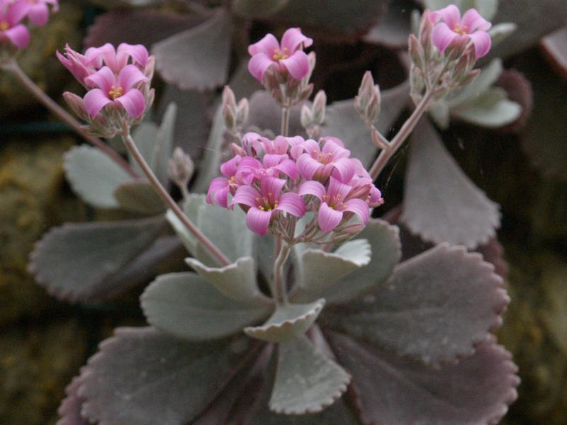 Cambridge, England: Botanic Garden: Kalanchoe pumila Baker