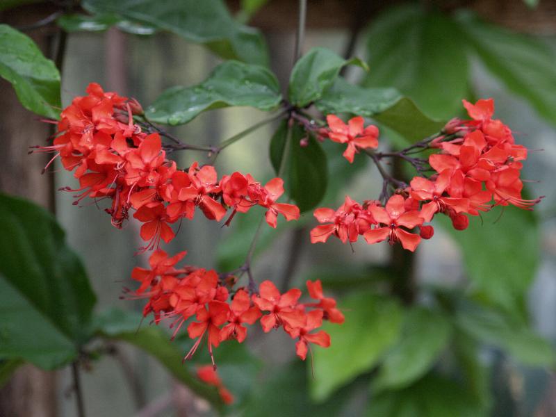 Cambridge, England: Botanic Garden: Flaming Glorybower (Pagoda Flower, Bleeding Heart Vine) (Clerodendrum splendens)