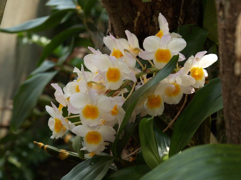 Cambridge, England: Botanic Garden: Golden Arch Dendrobium (Dendrobium chrysotoxum or suavissimum)