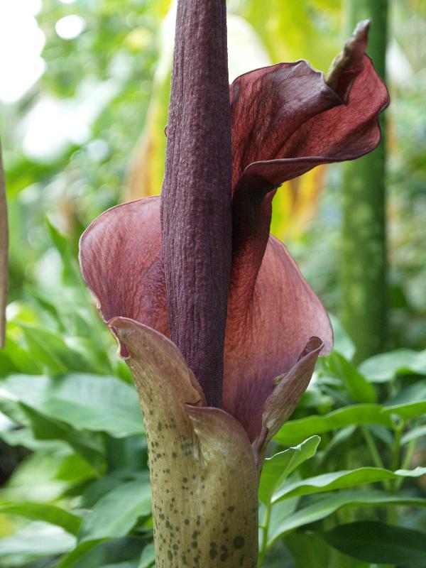 Cambridge, England: Botanic Garden: Devil's Tongue (Amorphophallus konjac or rivieri)