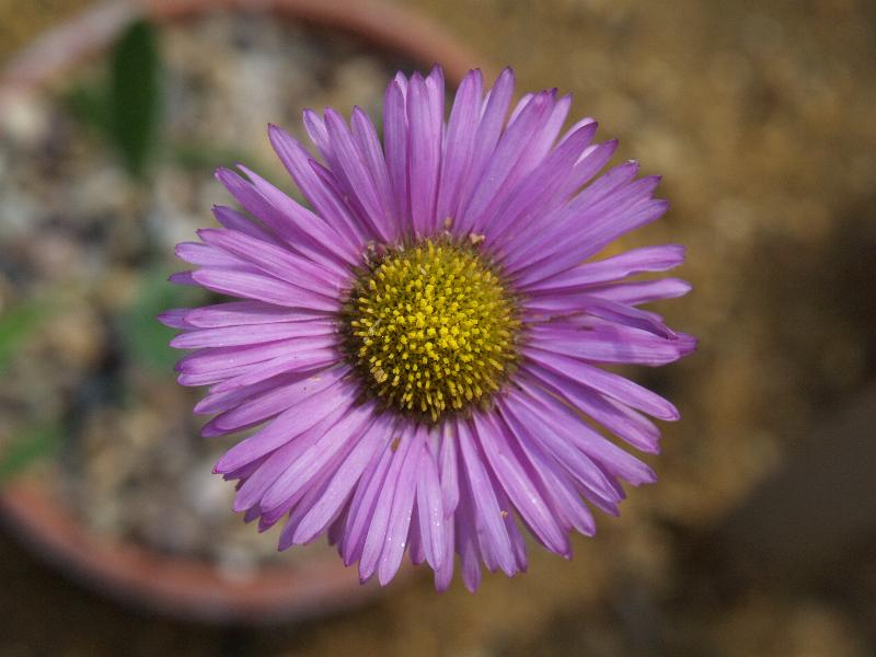 Cambridge, England: Botanic Garden: Erigeron cf. multiradiatus