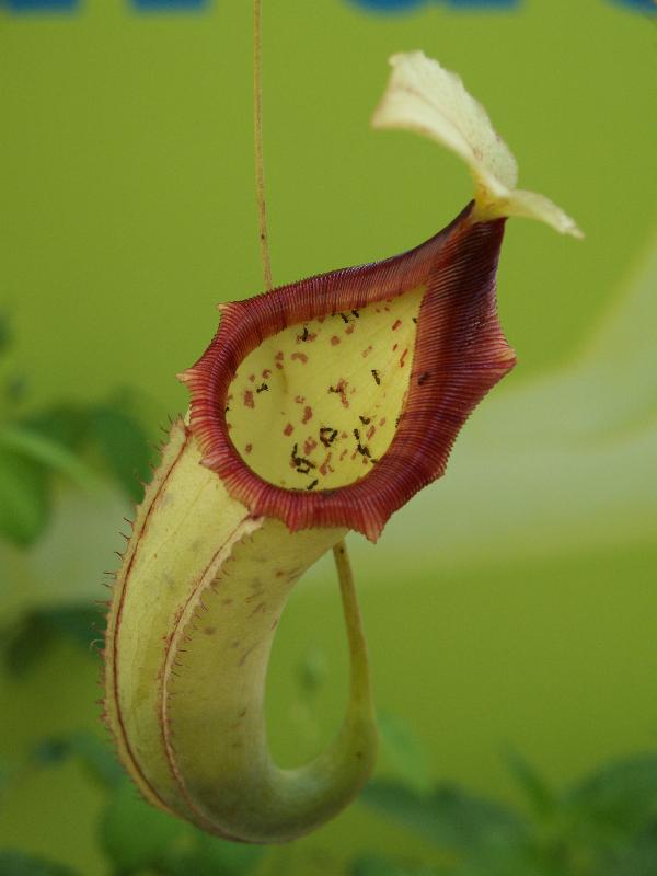Cambridge, England: Botanic Garden: Pitcher Plant (Nepenthes) (with some captured ants)