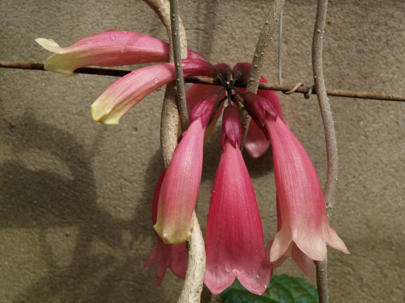 Cambridge, England: Botanic Garden: Tecomanthe dendrophila