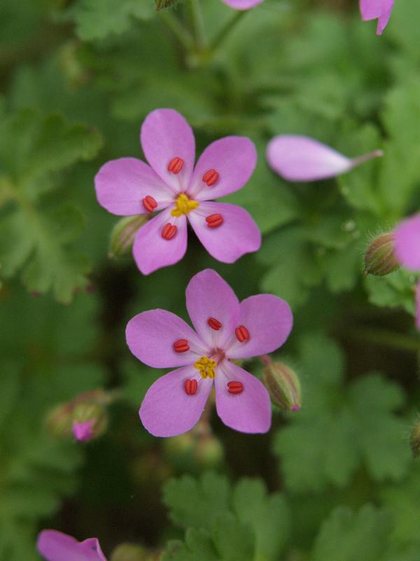 Cambridge, England: Botanic Garden: Geranium cataractarum