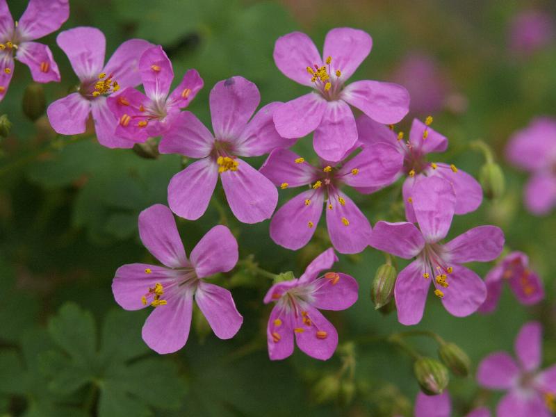 Cambridge, England: Botanic Garden: Geranium glaberrimum