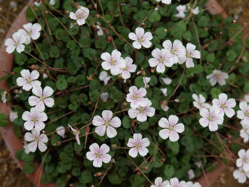 Cambridge, England: Botanic Garden: Stork's Bill (Erodium reichardii, Erodium chamaedryoides)