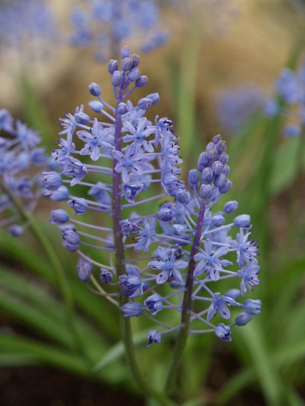 Cambridge, England: Botanic Garden: Meadow Squill (Scilla pratensis)