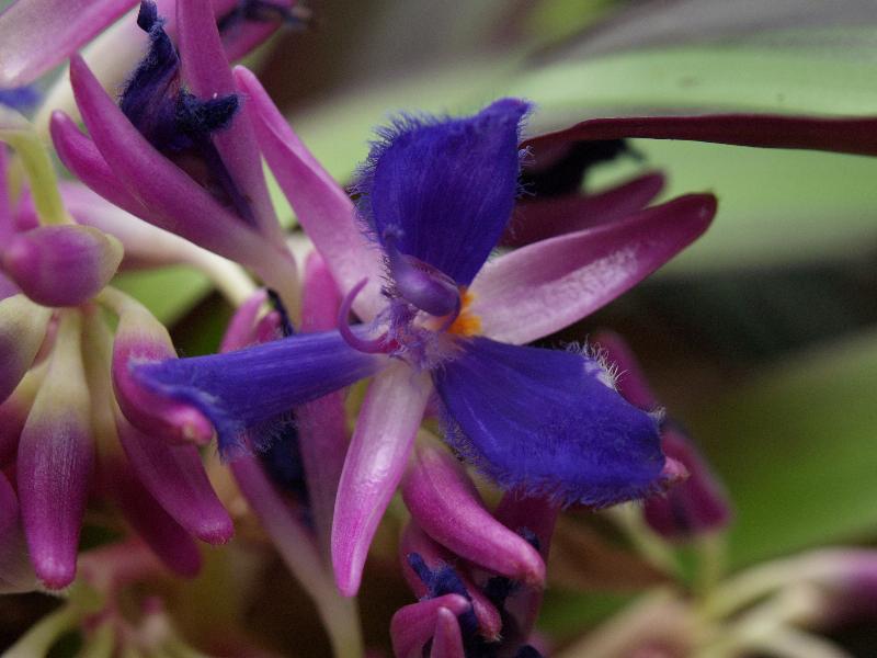 Cambridge, England: Botanic Garden: Cochliostema odoratissimum