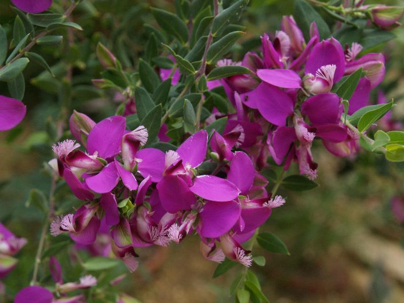 Cambridge, England: Botanic Garden: Cape Milkwort (Polygala myrtifolia)