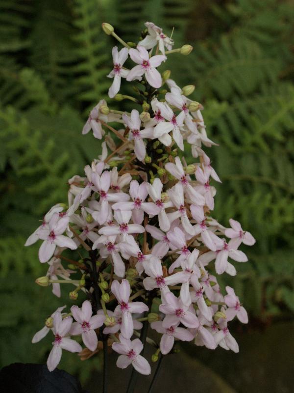 Cambridge, England: Botanic Garden: Pseuderanthemum kewense