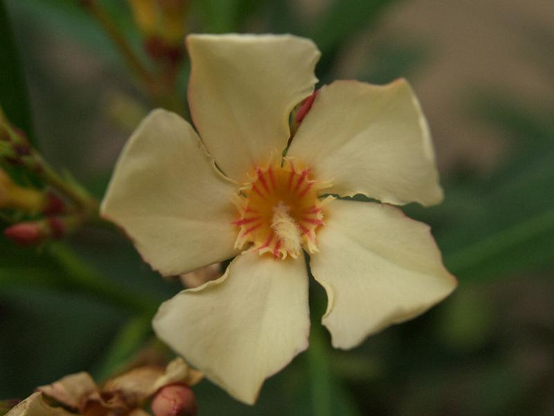 Cambridge, England: Botanic Garden: Nerium oleander (Apricot form)