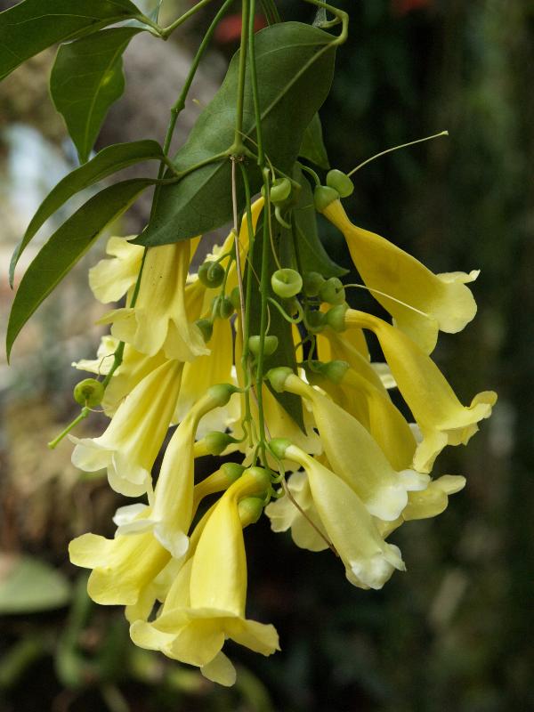 Cambridge, England: Botanic Garden: Yellow Trumpet Vine (Anemopaegma chamberlaynii)