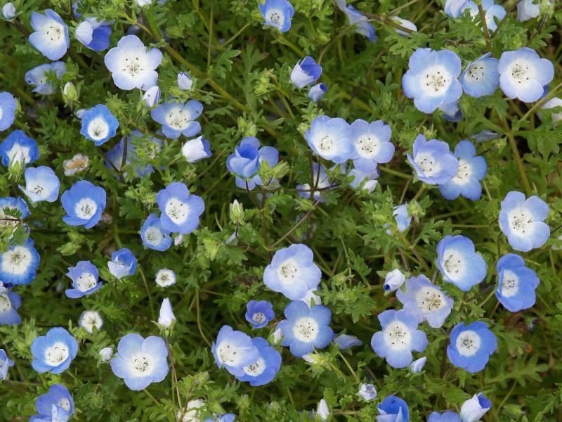 Cambridge, England: Botanic Garden: Baby Blue Eyes (Nemophilia menziesii)