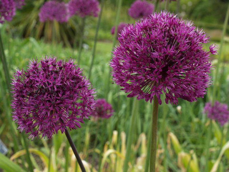 Cambridge, England: Botanic Garden: Allium aflatunense