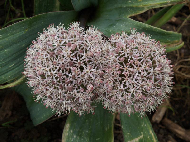 Cambridge, England: Botanic Garden: Allium karataviense