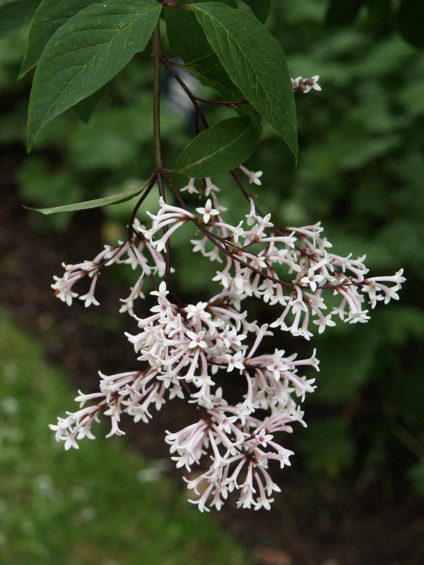Cambridge, England: Botanic Garden: Chengtu Lilac (Syringa sweginzowii)