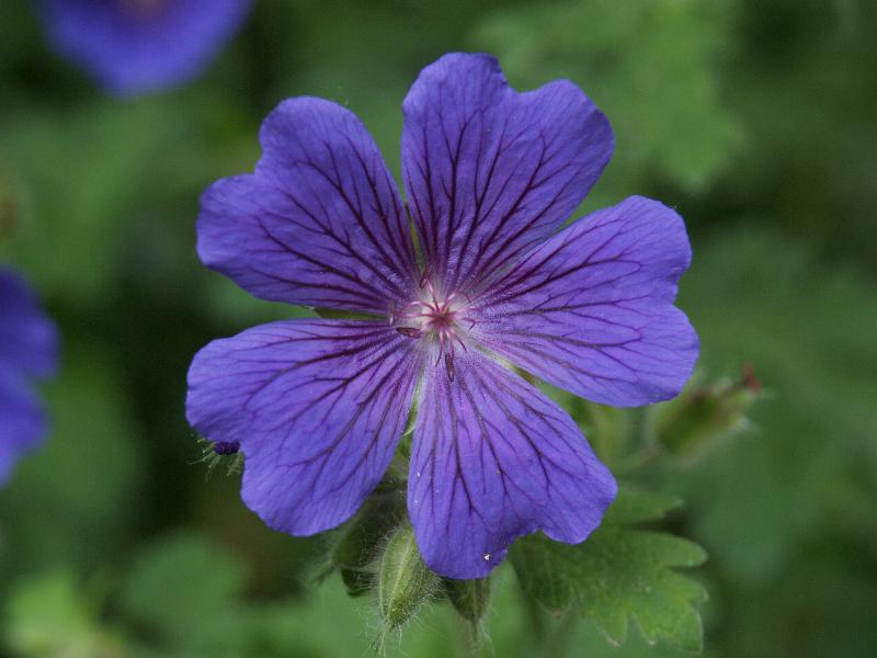 Cambridge, England: Botanic Garden: blue Geranium