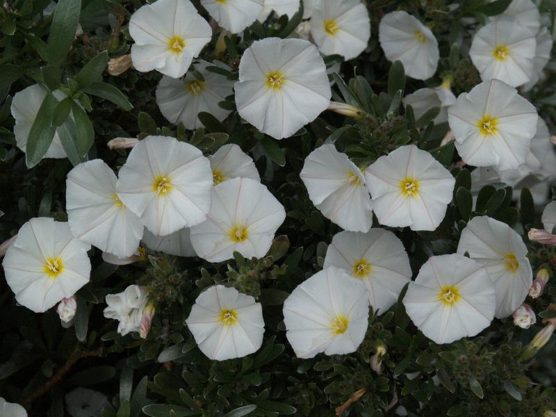 Cambridge, England: Botanic Garden: Bush Morning Glory or Silverbush (Convolvulus cneorum)