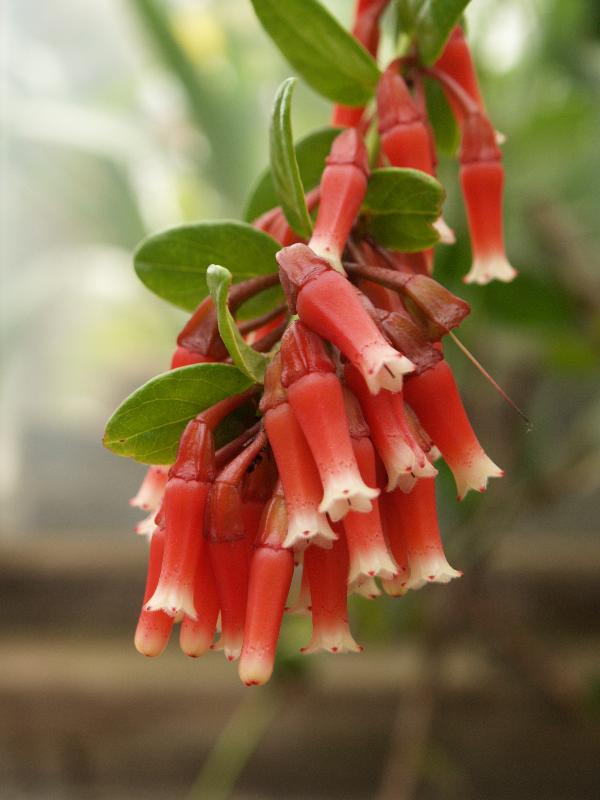 Cambridge, England: Botanic Garden: Macleania cordifolia