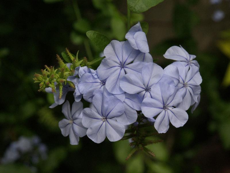 Cambridge, England: Botanic Garden: Cape Leadwort (Plumbago auriculata)