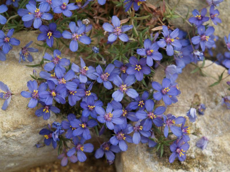 Cambridge, England: Botanic Garden: Blue Pimpernel (Anagallis monellii var linifolia)
