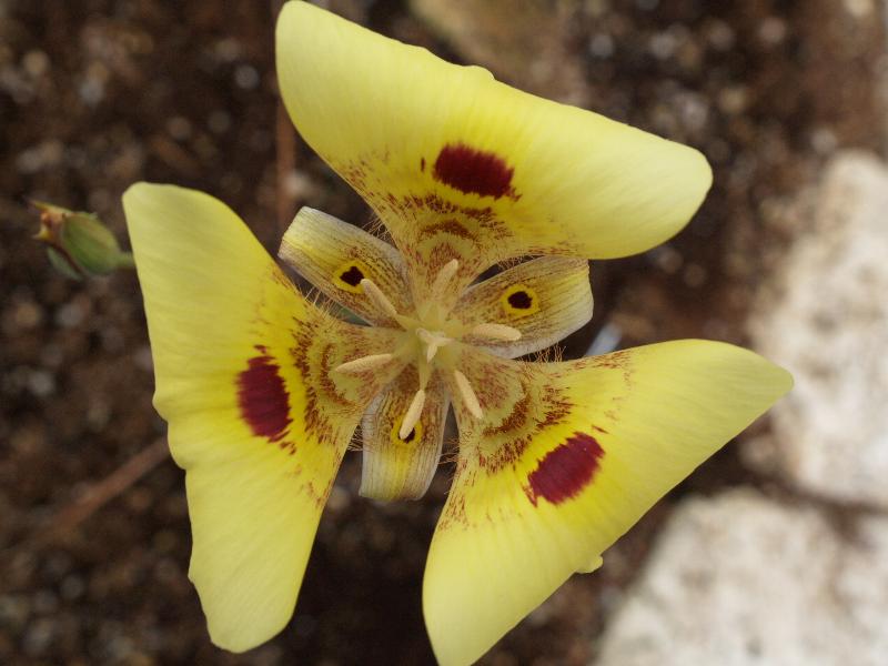 Cambridge, England: Botanic Garden: Yellow Mariposa Lily (Calochortus superbus)