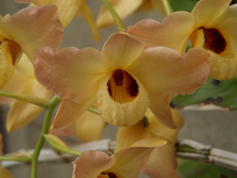 Cambridge, England: Botanic Garden: Dendrobium moschatum