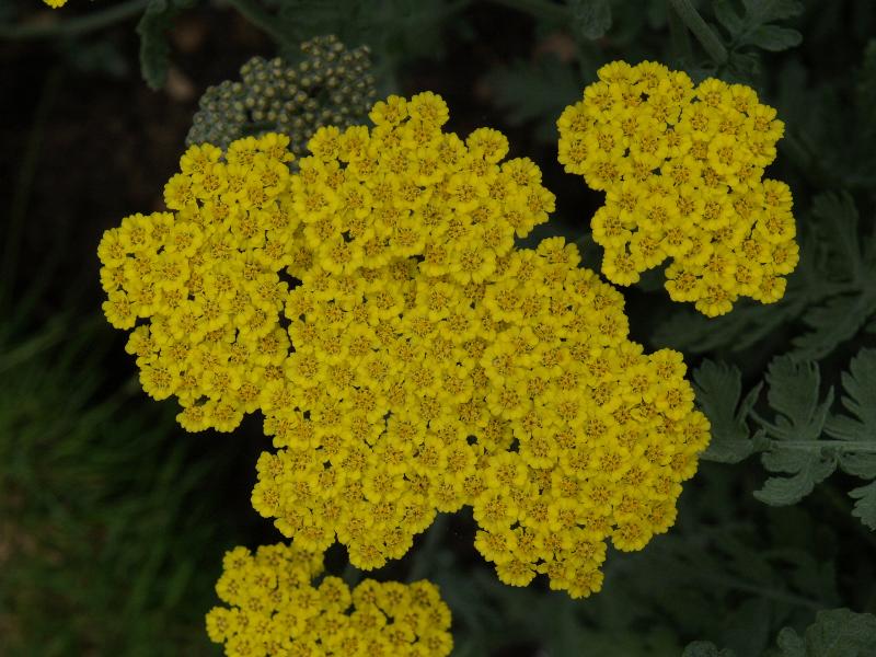 Cambridge, England: Botanic Garden: Yarrow (Achillea 'Moonshine')
