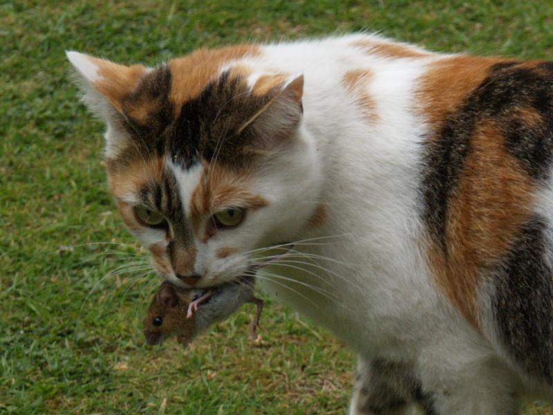 Cambridge, England: Botanic Garden: cat with rodent (mouse or rat) in mouth