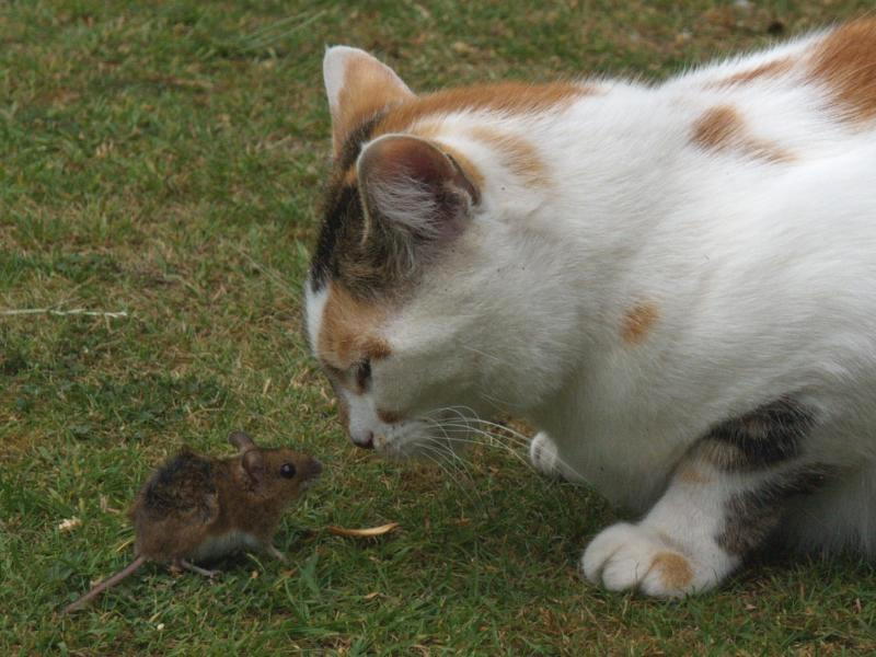 Cambridge, England: Botanic Garden: cat with rodent (mouse or rat) on ground