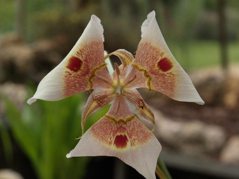 Cambridge, England: Botanic Garden: Calochortus vestae