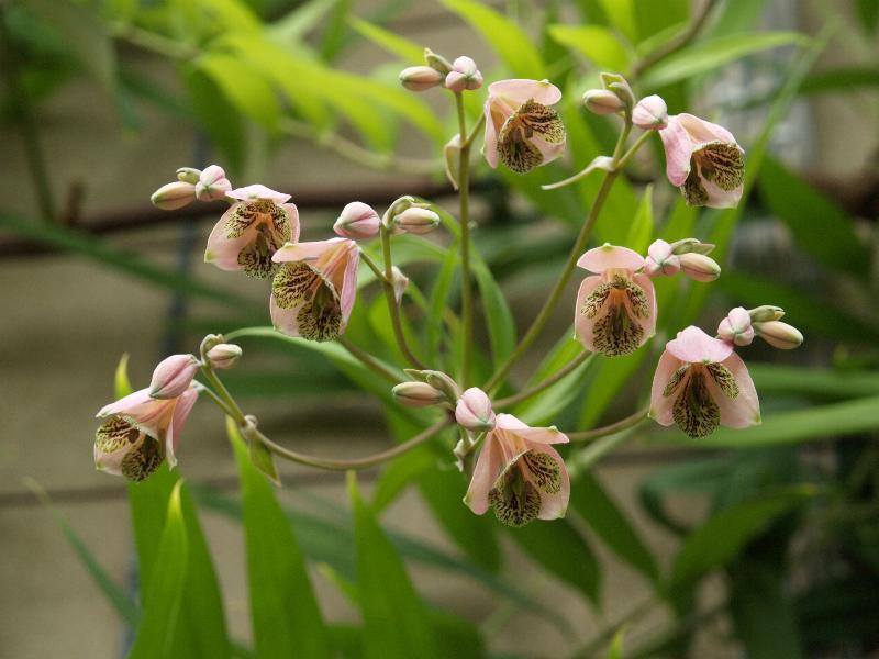 Cambridge, England: Botanic Garden: Bomarea edulis (Tussac) Herb.