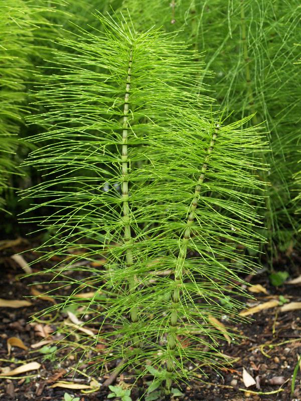 Cambridge, England: Botanic Garden: Horsetail (Equisetum telmateia)
