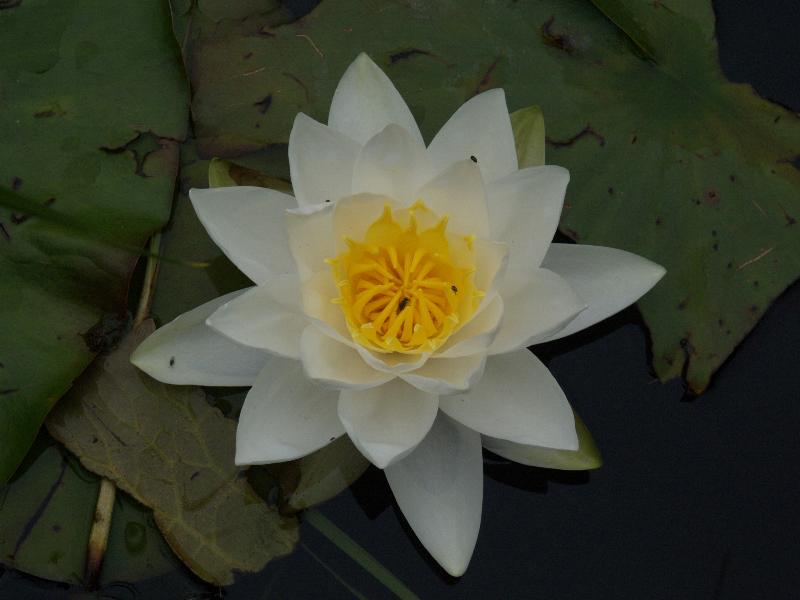 Cambridge, England: Botanic Garden: Water Lily (Nymphaea)