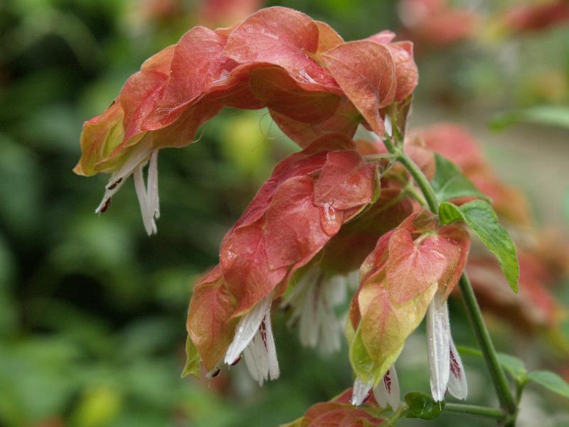 Cambridge, England: Botanic Garden: Shrimp Plant (Justicia brandegeana)