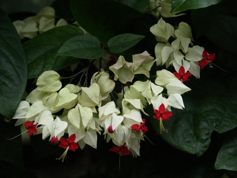 Cambridge, England: Botanic Garden: Bleeding Heart Glorybower (Clerodendrum thomsoniae Balf. f.)
