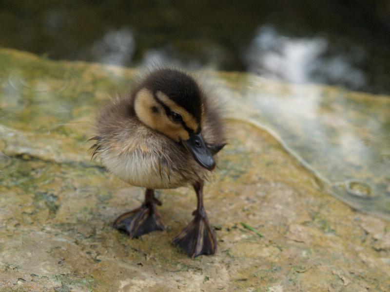 Cambridge, England: Botanic Garden: duckling