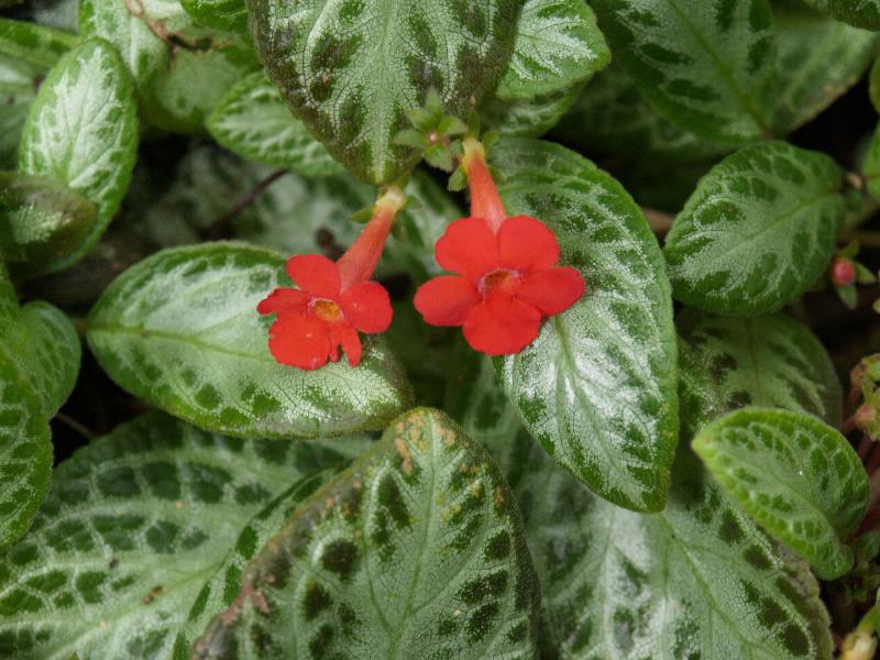 Cambridge, England: Botanic Garden: Episcia reptans